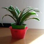 Dracaena fragrans List