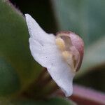 Vandellia diffusa Flower