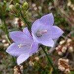 Campanula rotundifolia 花