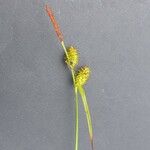 Carex lepidocarpa Квітка