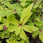 Tiarella cordifolia 葉