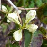 Rhododendron augustinii Otro