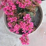 Kalanchoe blossfeldiana Blomma