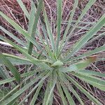 Yucca arkansana Habit