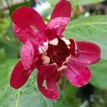 Calycanthus floridus 花