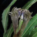 Saussurea chrysotricha Hábito
