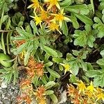 Sedum kamtschaticum Flower