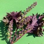 Perilla frutescensΛουλούδι