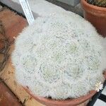 Mammillaria plumosa Агульны выгляд