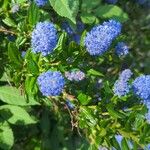 Ceanothus thyrsiflorusFlower