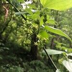 Smilax herbacea Blodyn