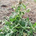 Centaurea sphaerocephala Habitus