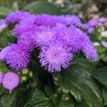 Ageratum houstonianum Flor