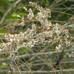 Solidago canadensisᱵᱟᱦᱟ