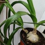 Albuca bracteata Hoja