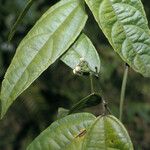 Dalechampia brevicolumna Hoja