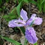 Iris tectorum Floro