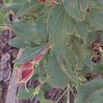 Cistus laurifoliusFuelha