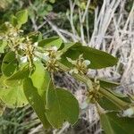 Dendrolobium umbellatum Blodyn