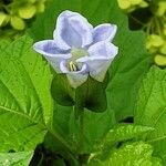 Nicandra physalodes Žiedas