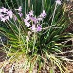 Tulbaghia violacea Blad