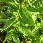 Oenothera × fallax Leaf