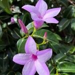 Cryptostegia madagascariensis Flower