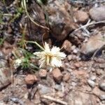 Cyperus niveus Flor