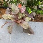 Amaranthus tricolor Feuille