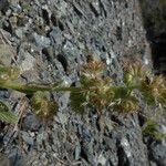 Phacelia corymbosa Bark