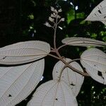 Miconia bubalina Other