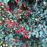 Cotoneaster dielsianus ഇല