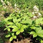 Rodgersia podophylla 形態