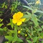 Hypericum × hidcoteense ফুল