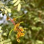 Prosopis glandulosa Fiore