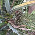 Pandanus utilis Fruit