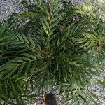 Mahonia fortunei Leaf