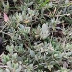 Atriplex portulacoides Blad