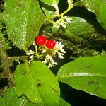 Ardisia guianensis Flor