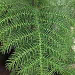 Araucaria heterophylla Leaf