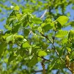 Ostrya carpinifolia Deilen