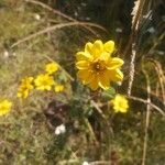 Viguiera dentata Flower