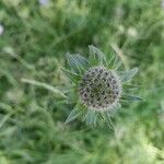 Knautia arvernensis Flower