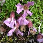 Saponaria pumila Flower