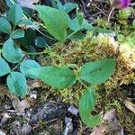 Lathyrus venetus Blad