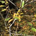 Salix bicolor Hábito