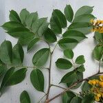 Pterocarpus officinalis Ліст