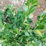 Buxus microphyllaЛист