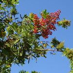 Schinus terebinthifolius Fruit