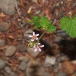 Pelargonium inodorum 整株植物